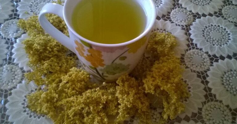 Ceaiul de soc- multiple beneficii pentru organism